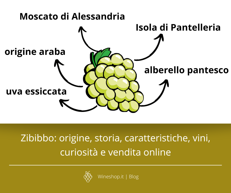 Zibibbo: origine, storia, caratteristiche, vini, curiosità e vendita online