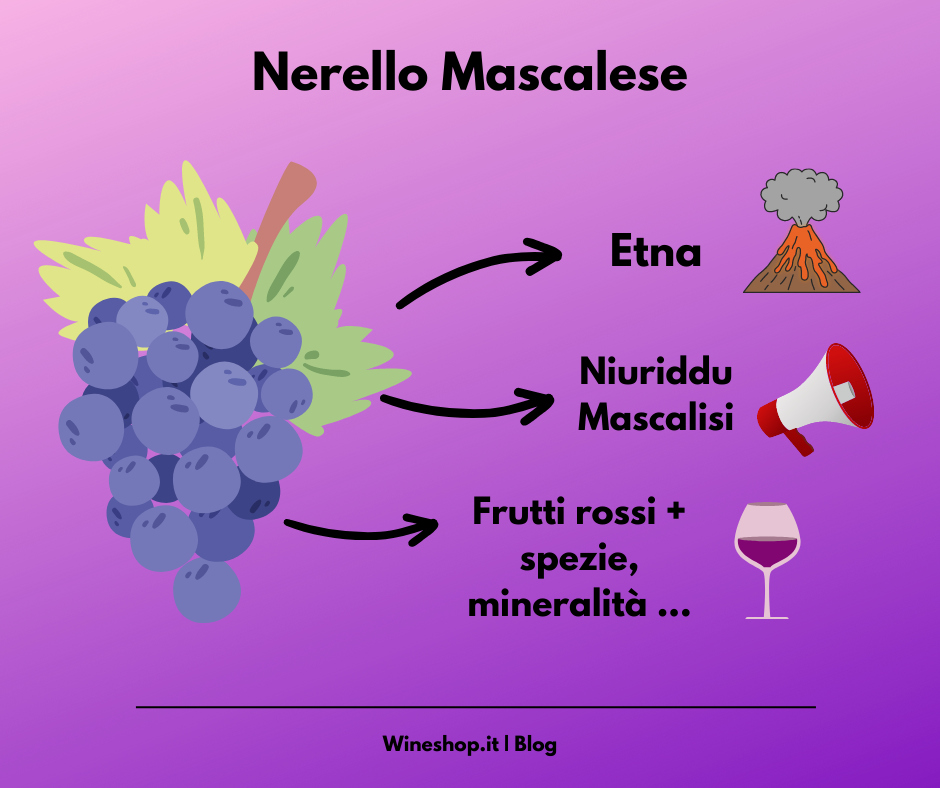 Nerello Mascalese: storia, zona di produzione, caratteristiche del vitigno e dei vini, abbinamenti e vendita online