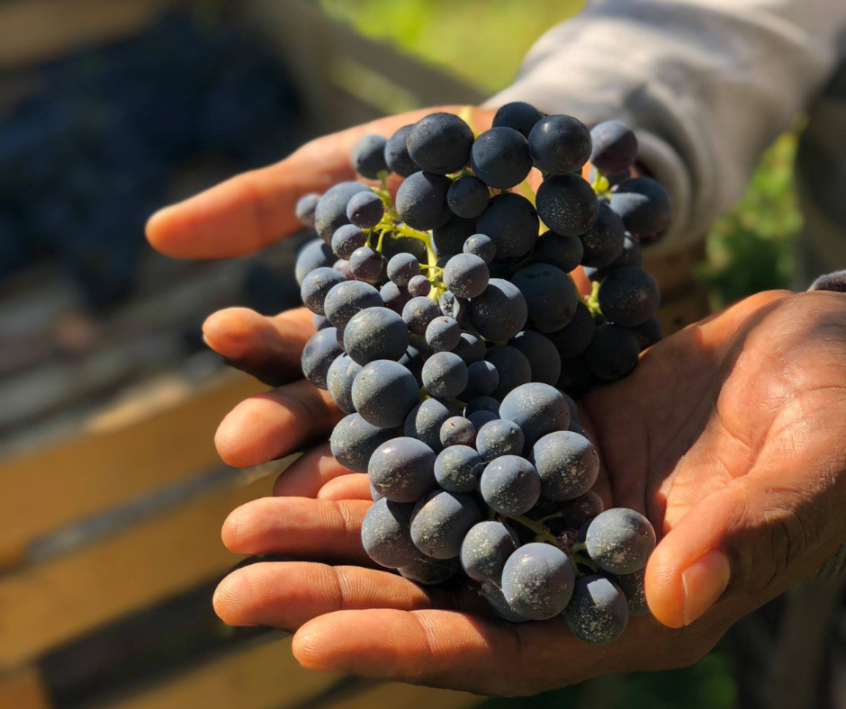 Quali sono i vantaggi della vendemmia manuale?