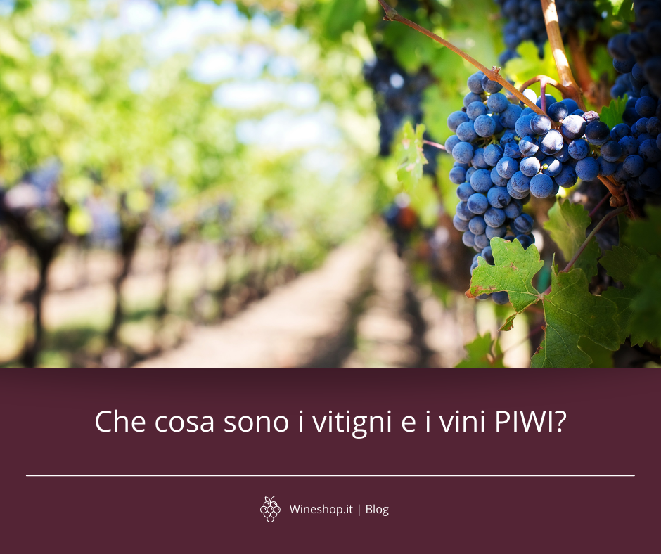 Che cosa sono i vitigni e i vini PIWI?