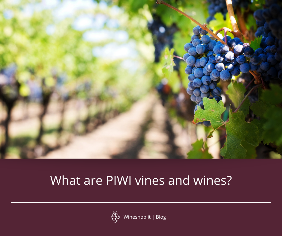 What are PIWI vines and wines?