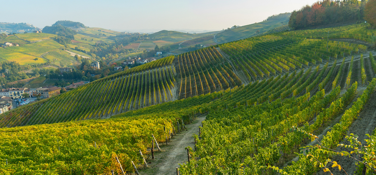 Vini rossi del Piemonte (D.O.C.G.): quali sono ottenuti da uve Nebbiolo?