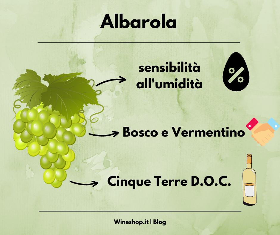 Albarola: vitigno e vini