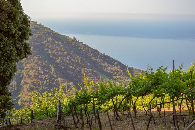 I migliori vini della Liguria di Ponente