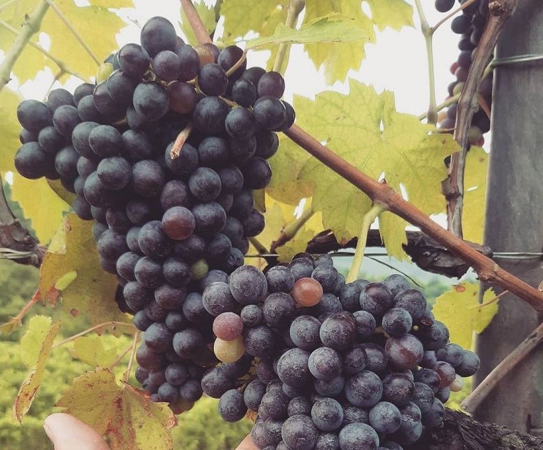 I vitigni della Valpolicella: il curioso caso dell’origine dei loro nomi 