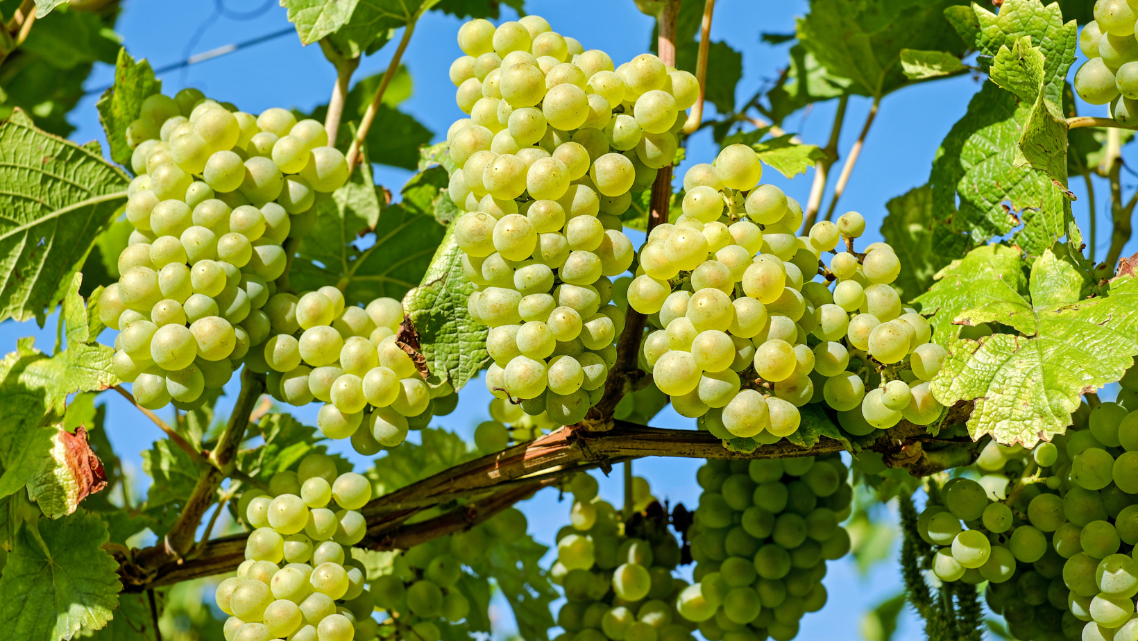 Le 5 notizie sul vino della settimana: la vendemmia 2024 in Italia, Francia e Spagna