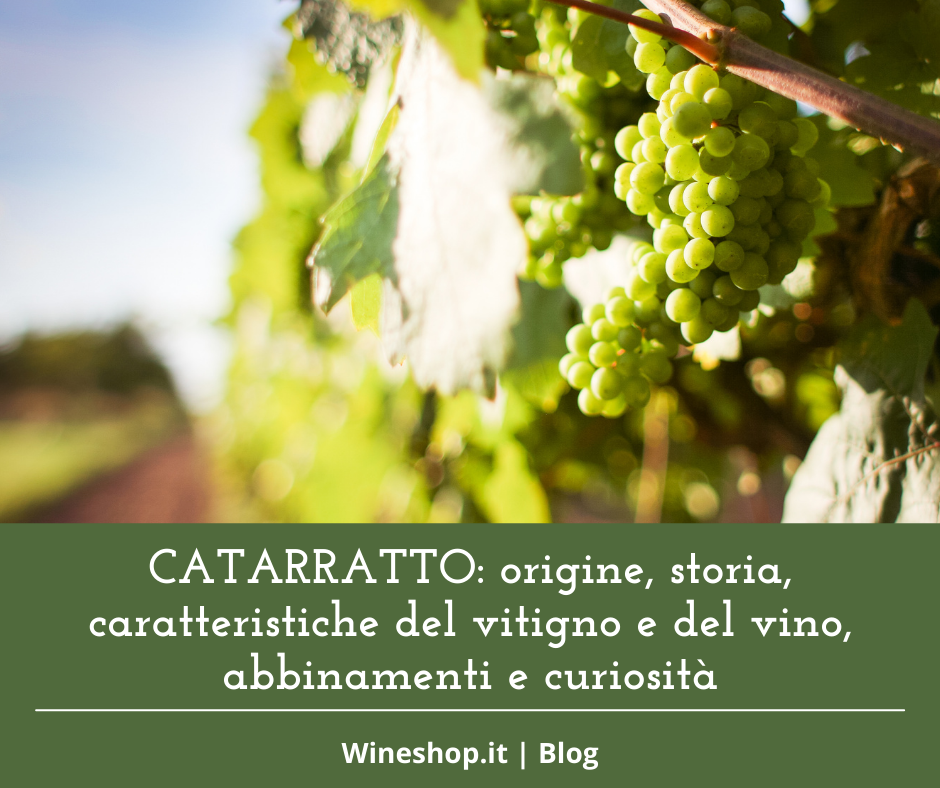 Catarratto: origine e storia, caratteristiche del vitigno e del vino, abbinamenti e curiosità