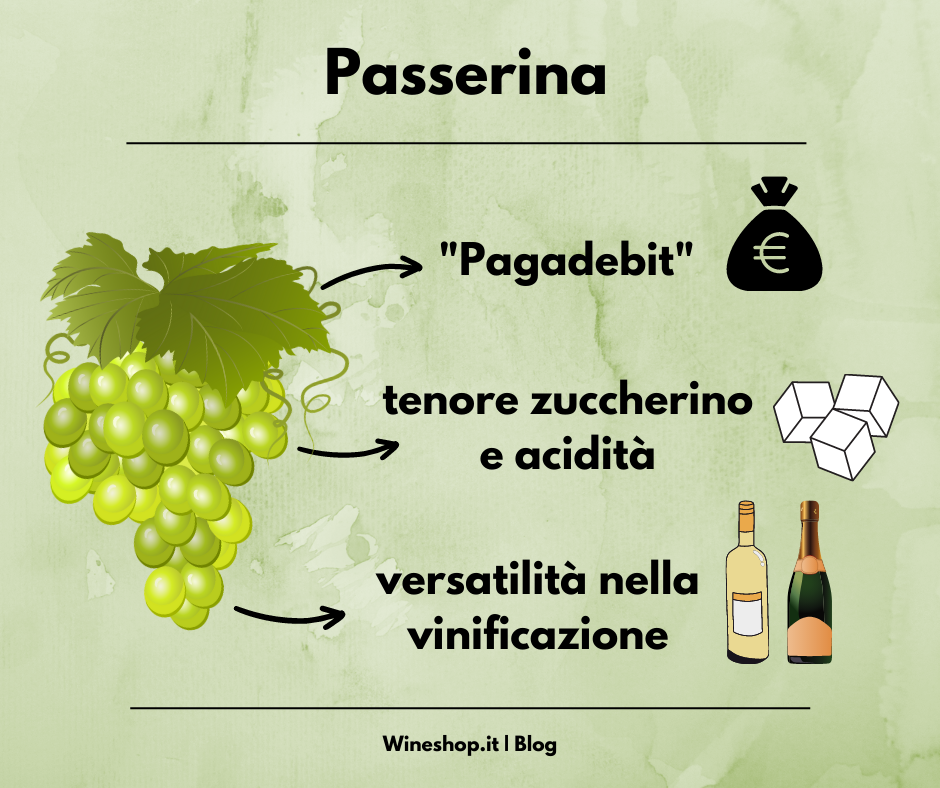 Passerina: vitigno e vini