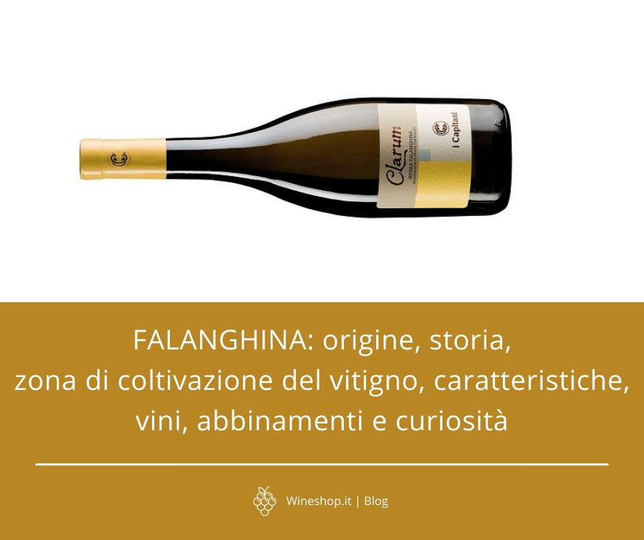 Falanghina: origine, storia, zona di coltivazione del vitigno, caratteristiche, vini, abbinamenti e curiosità