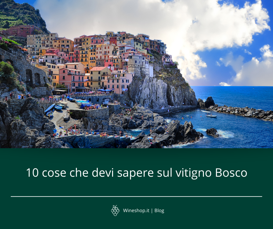 10 cose che devi sapere sul vitigno Bosco