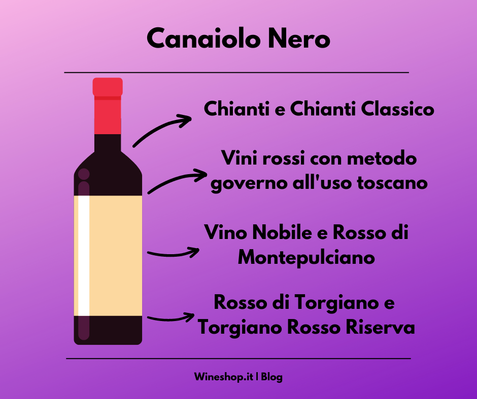 Canaiolo Nero: storia, zona di produzione, caratteristiche del vitigno e dei vini, curiosità e vendita online