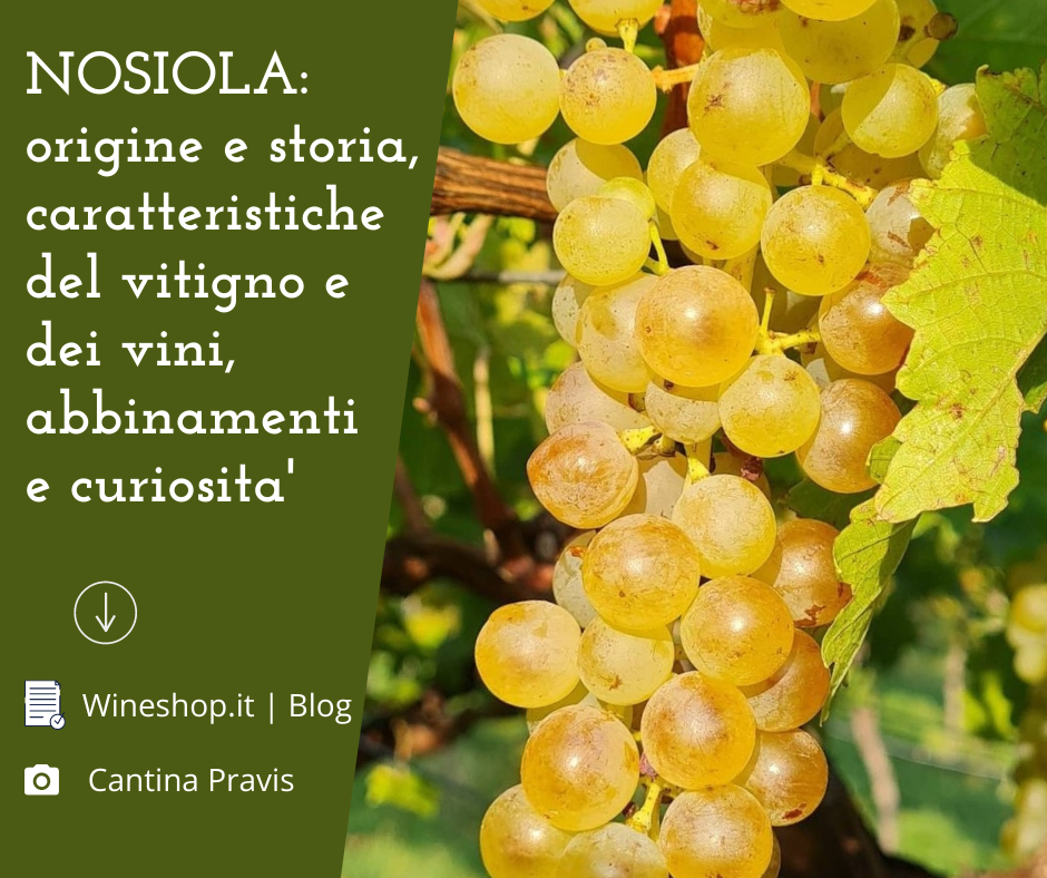 Nosiola: origine e storia, caratteristiche del vitigno e dei vini, abbinamenti e curiosità