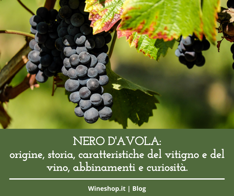 Nero d'Avola: origine, storia, caratteristiche del vitigno e del vino, abbinamenti e curiosità