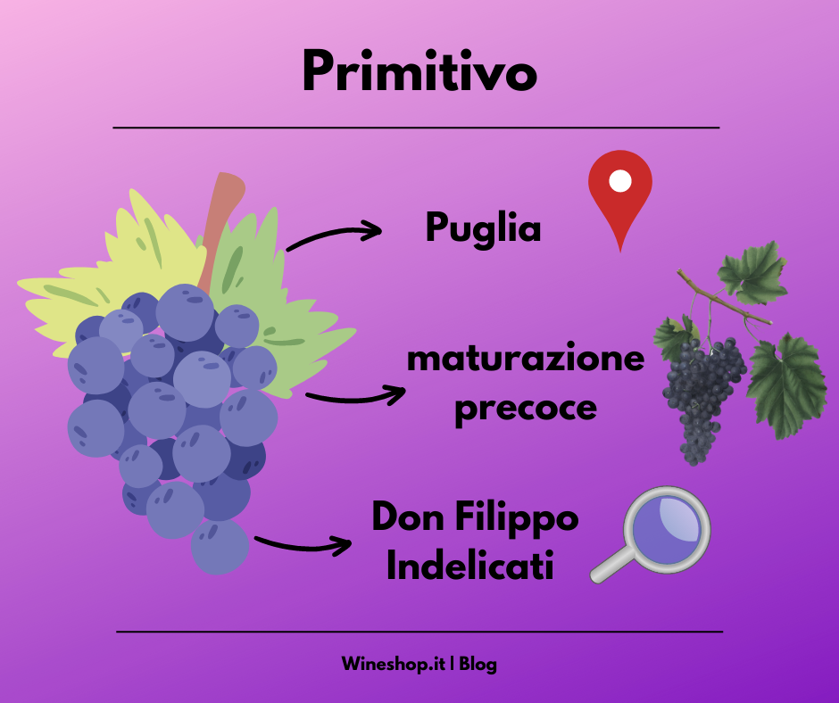 Primitivo: vitigno e vini