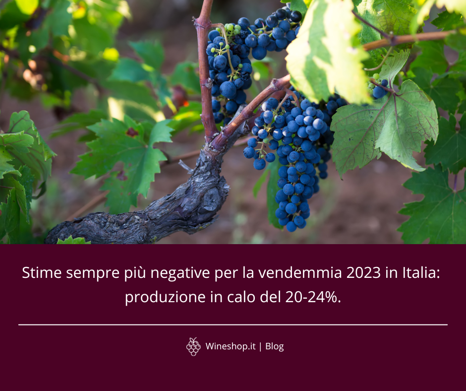 Stime sempre più negative per la vendemmia 2023 in Italia: produzione in calo del 20-24%