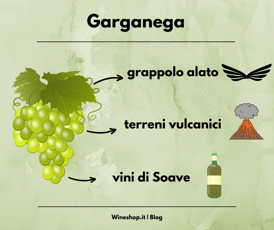 Garganega: vitigno e vini