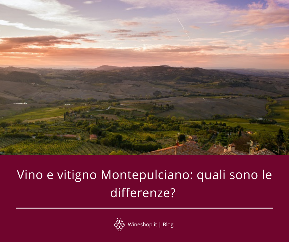 Vino e vitigno Montepulciano: quali sono le differenze? Una breve guida per non sbagliare