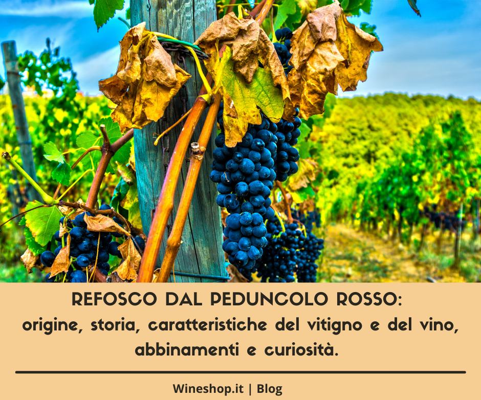 Refosco dal Peduncolo Rosso: origine, storia, caratteristiche del vitigno e del vino, abbinamenti e curiosità