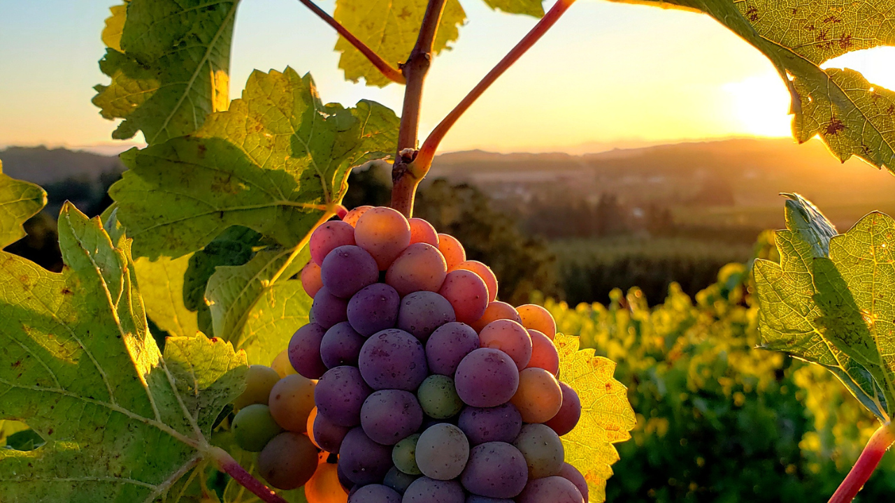 Notizie sul vino: Vino italiano in frenata nei mercati extra-UE, -9% per l’export nei primi 3 mesi del 2025