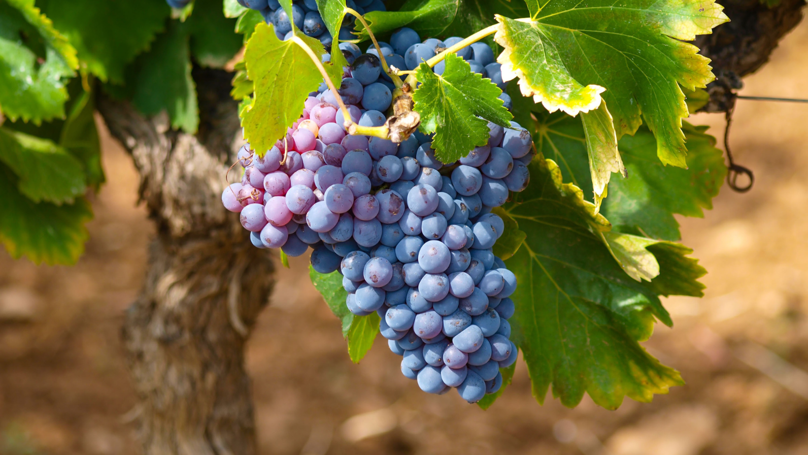 Le 5 notizie sul vino della settimana: la vendemmia 2024 in Italia, Francia e Spagna