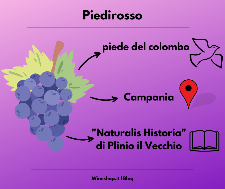 Piedirosso: storia, zona di produzione, caratteristiche del vitigno e dei vini, abbinamenti e vendita online