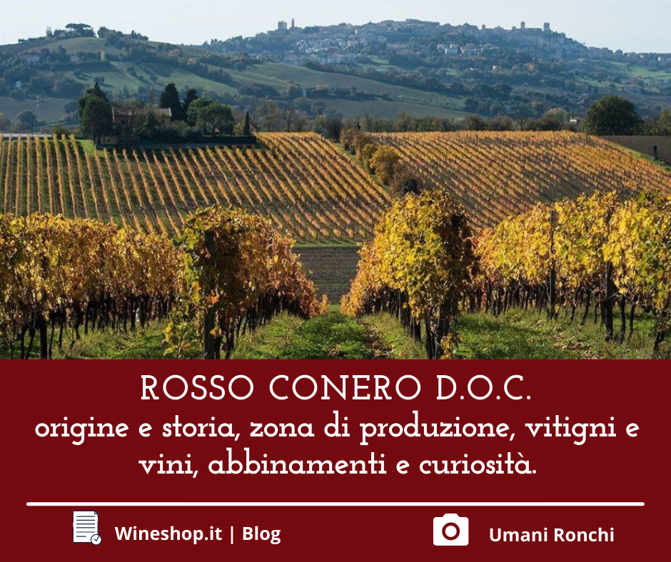 Rosso Conero D.O.C.: origine e storia, zona di produzione, vitigni e vini, abbinamenti e curiosità