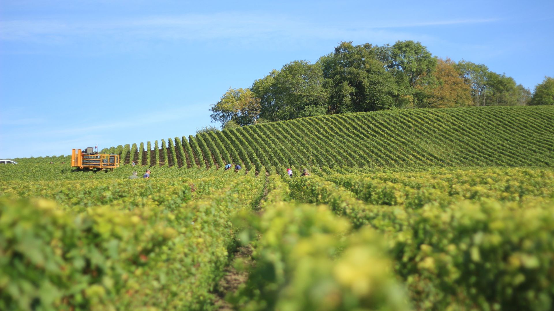 Notizie sul vino: presentata la bozza del decreto sui vini dealcolizzati