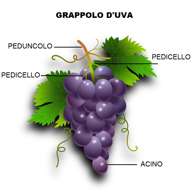 Bliv ved Acquiesce Glow Quali sono e come si chiamano le parti dell'uva? | Blog Wineshop.it