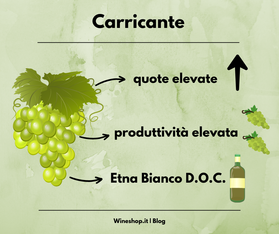 Carricante: vitigno e vini