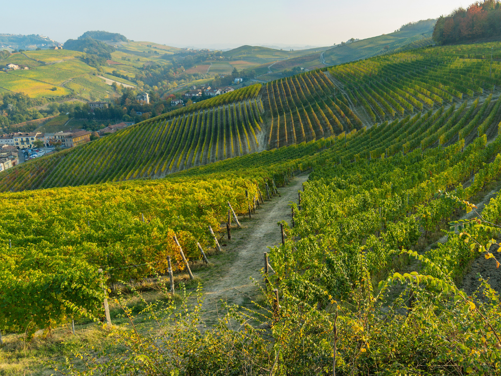 Vini rossi del Piemonte (D.O.C.G.): quali sono ottenuti da uve Nebbiolo?