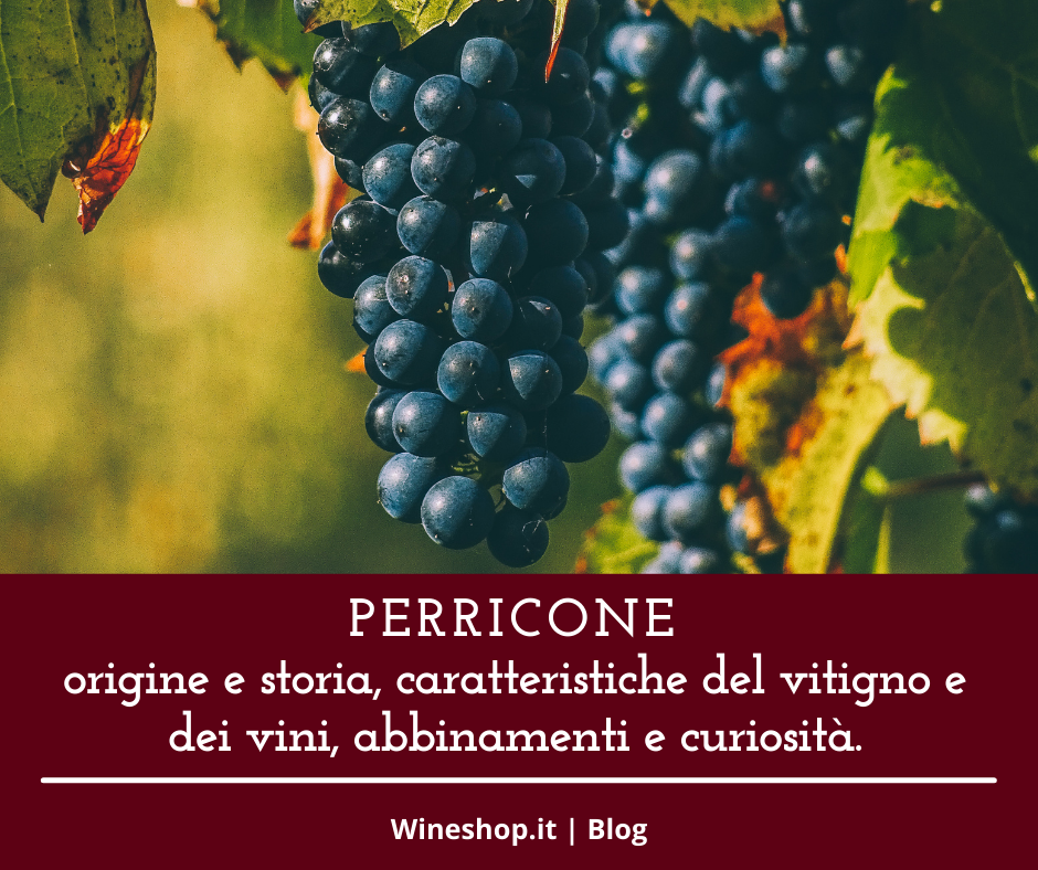 Perricone: origine e storia, caratteristiche del vitigno e dei vini, abbinamenti e curiosità