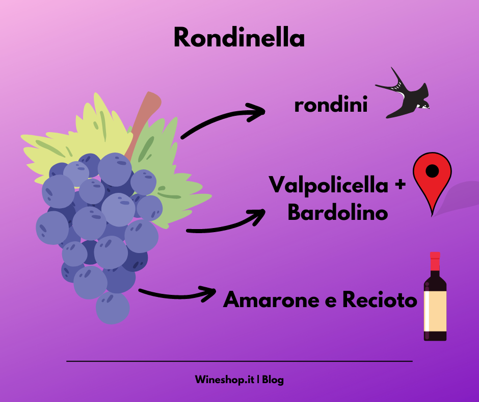 Rondinella: storia, zona di produzione, caratteristiche del vitigno e dei vini, abbinamenti e vendita online