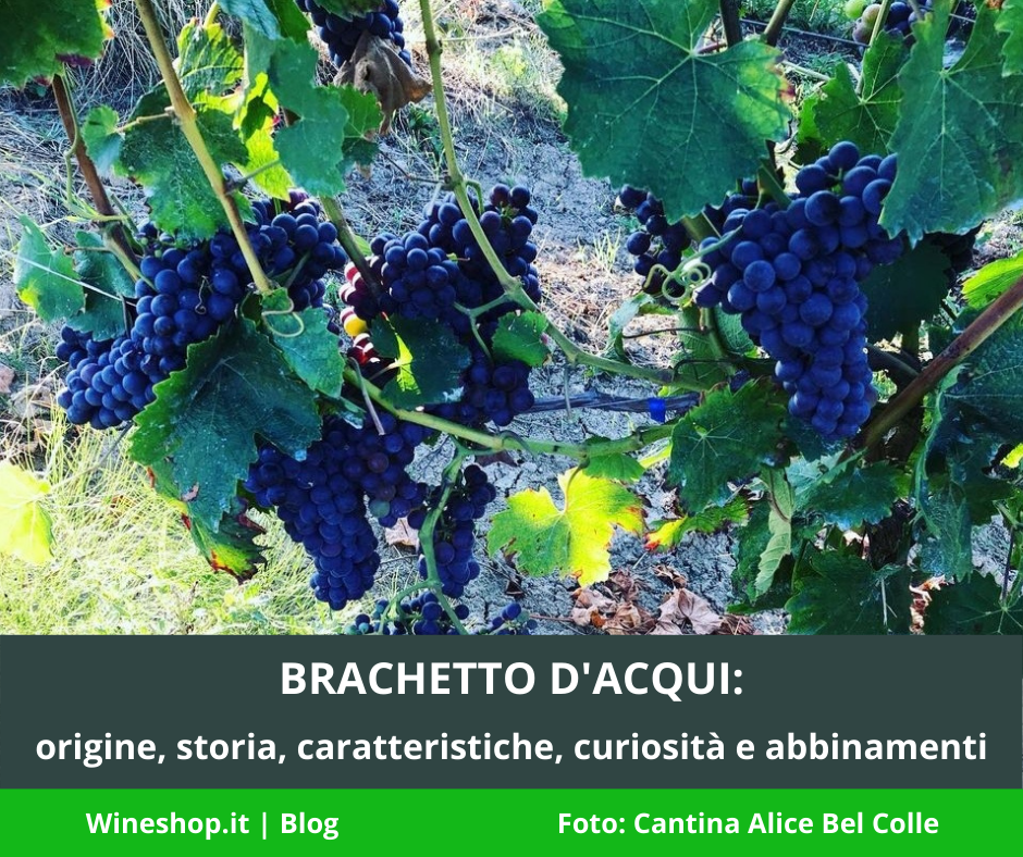 Brachetto d’Acqui: origine, storia, caratteristiche, curiosità e abbinamenti