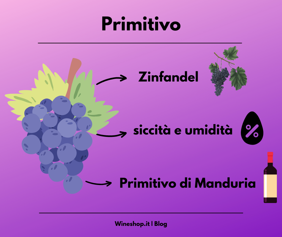 Primitivo: vitigno e vini