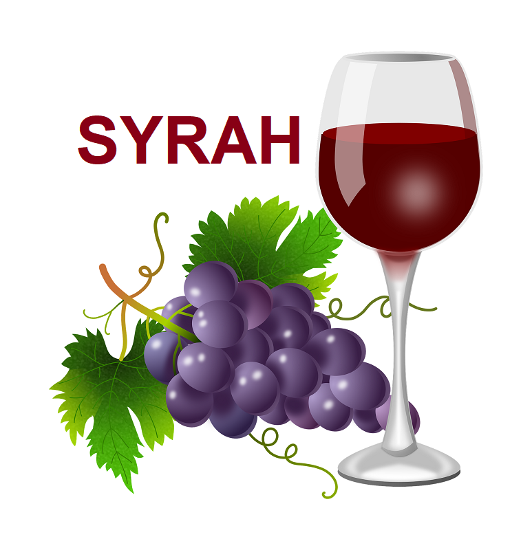 Syrah, il vitigno ed il vino: tutto quello che devi sapere
