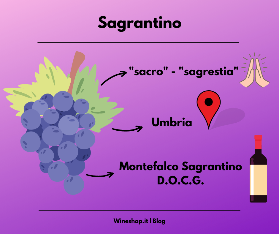 Sagrantino: storia, zona di produzione, caratteristiche del vitigno e dei vini, curiosità e vendita online