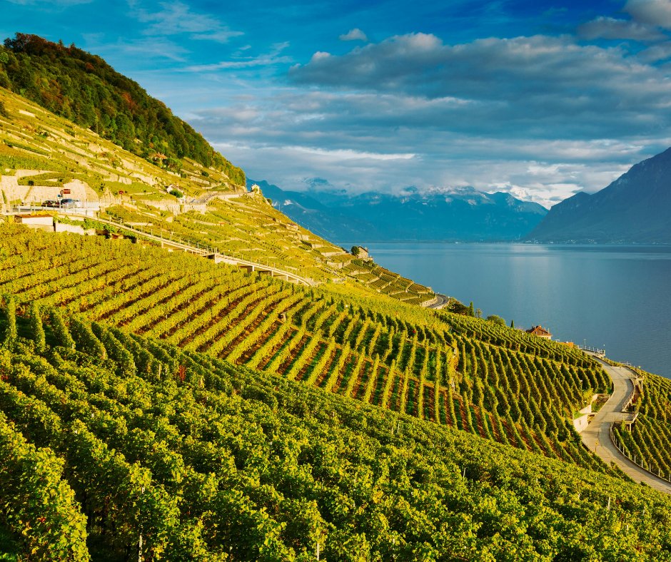 Notizie sul vino: UIV propone il blocco delle autorizzazioni per i nuovi vigneti nel 2025