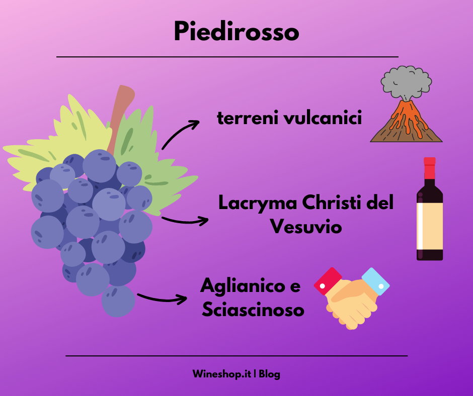 Piedirosso: storia, zona di produzione, caratteristiche del vitigno e dei vini, abbinamenti e vendita online