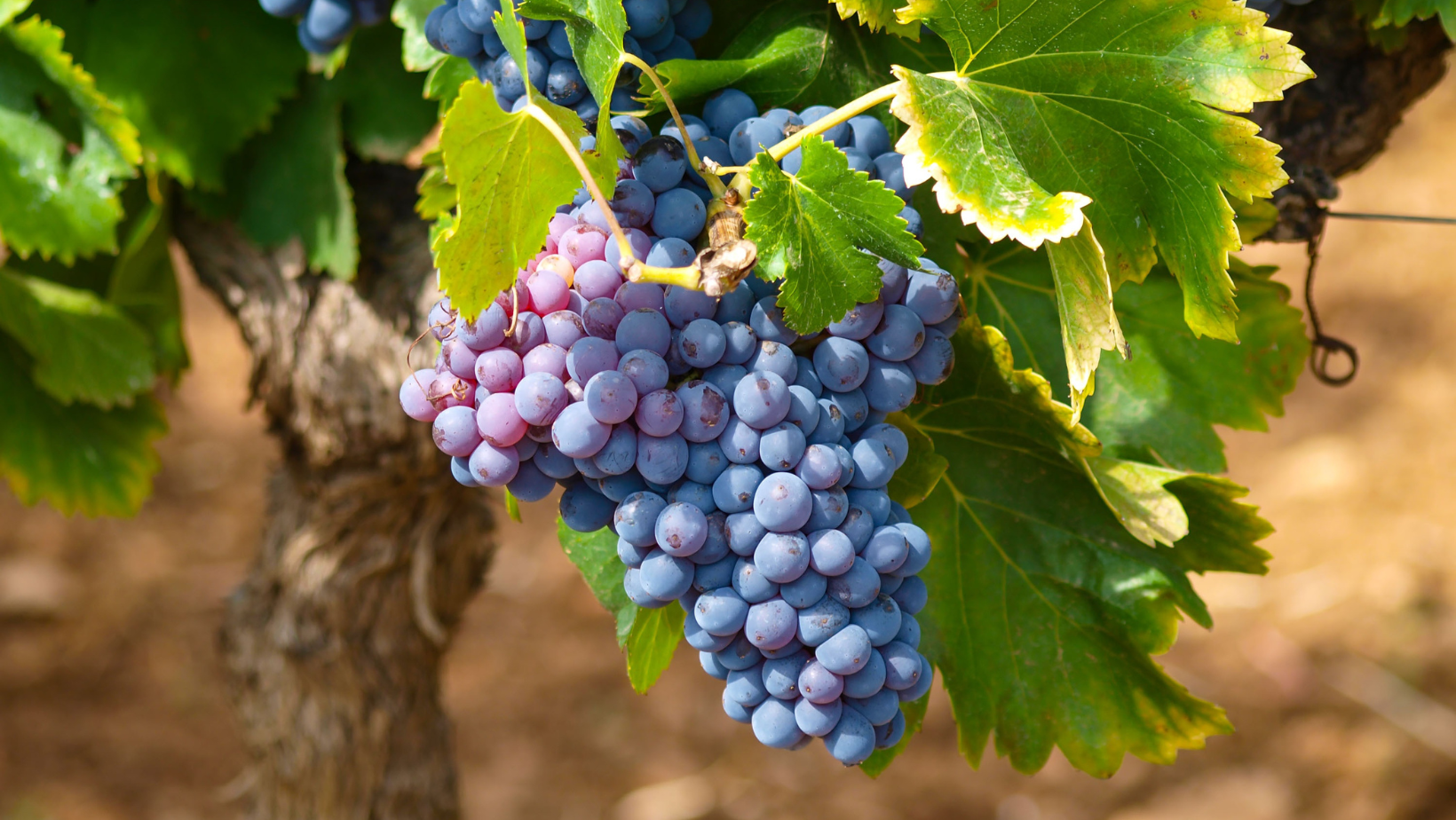 Dolcetto d'Alba: tutto quello che devi sapere