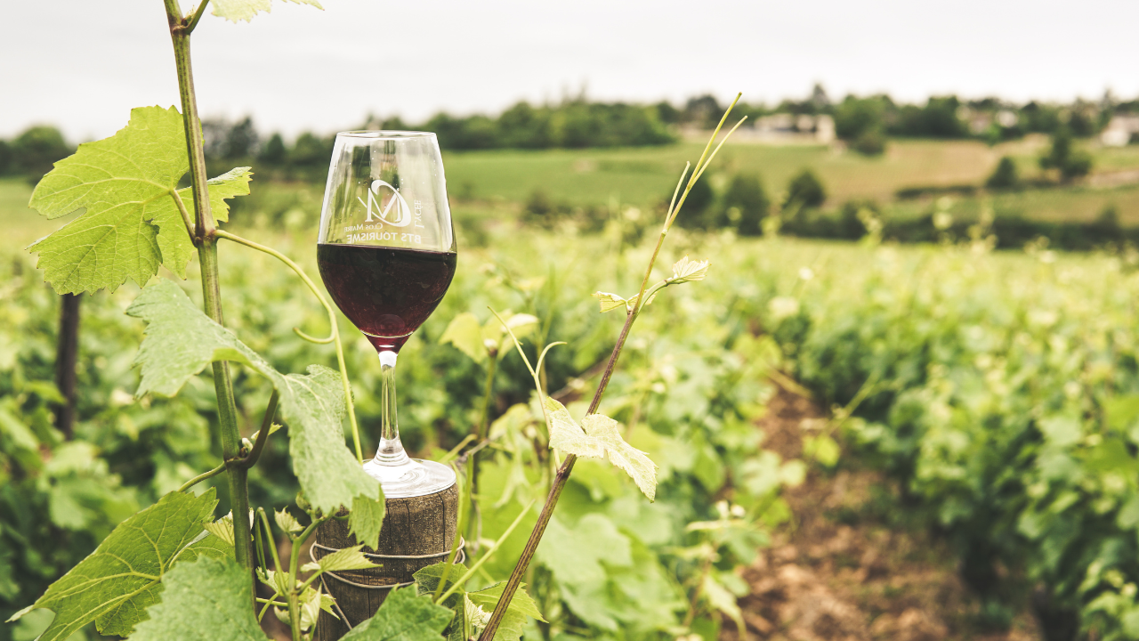 Notizie sul vino: il 2024 è stato un anno da record negativo per la produzione e il consumo di vino. L’OIV rileva i dati peggiori dal 1961!