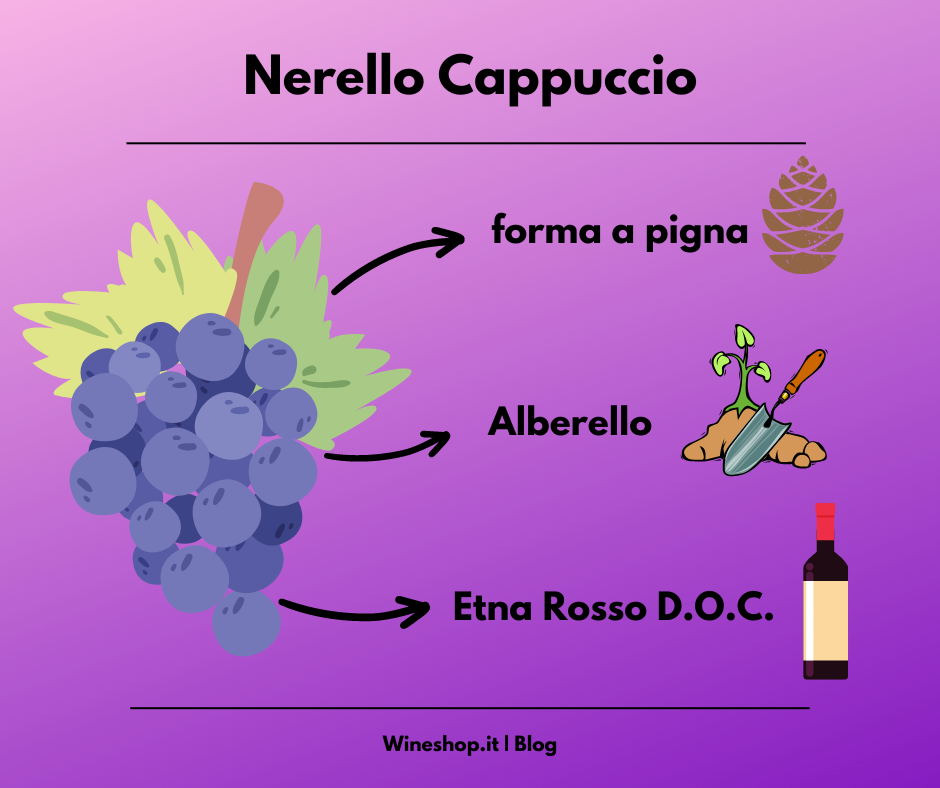 Nerello Cappuccio: vitigno e vini