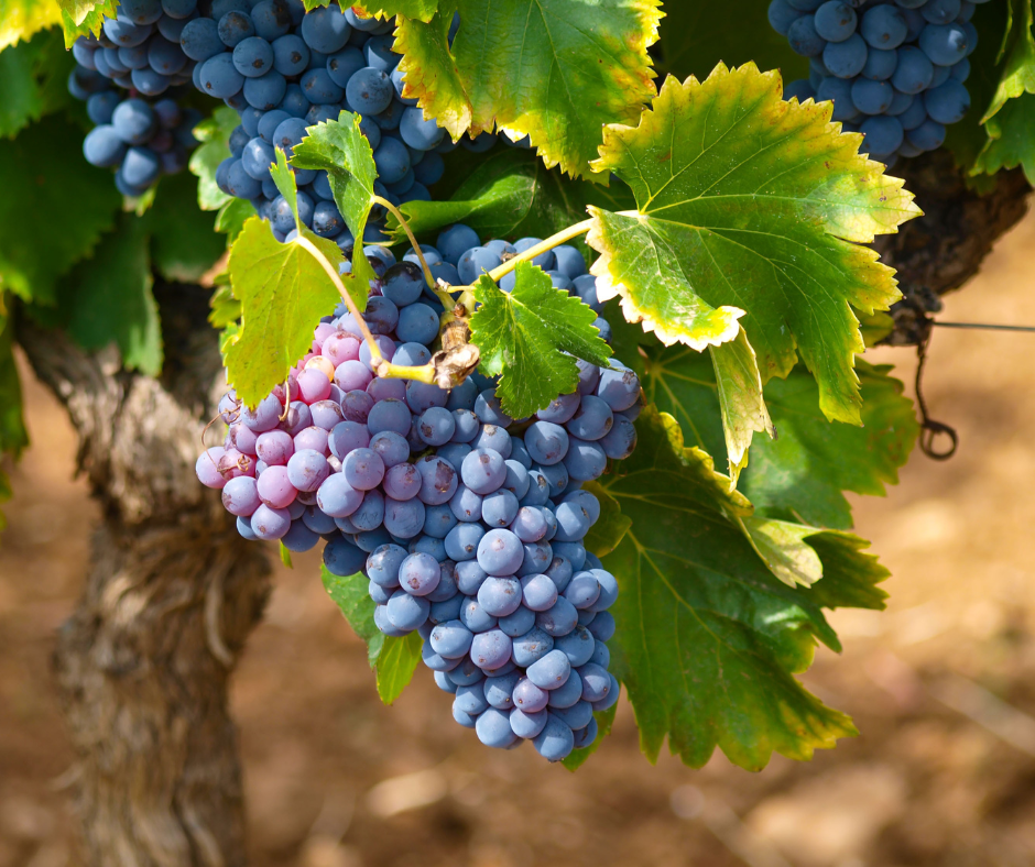 Le 5 notizie sul vino della settimana: la vendemmia 2024 in Italia, Francia e Spagna
