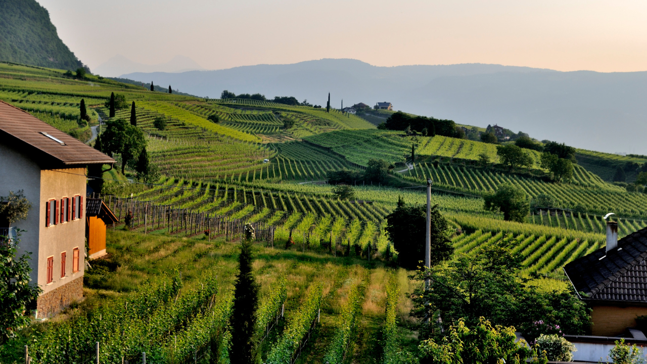 Notizie sul vino: export vino italiano, dal MASAF 98 milioni per conquistare i mercati extra UE
