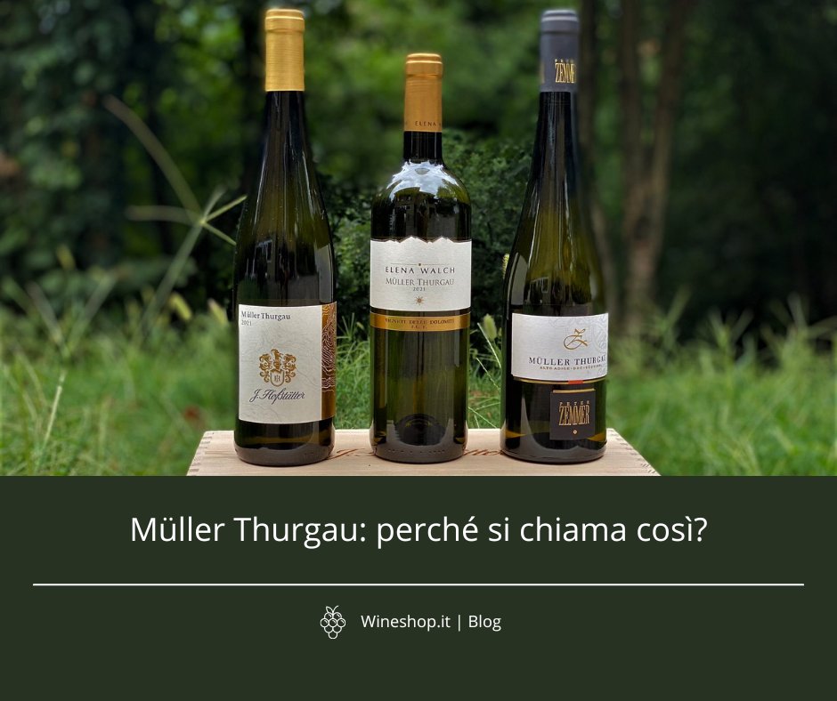 Müller Thurgau: perché si chiama così?