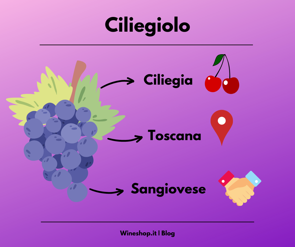 Ciliegiolo: vitigno e vini