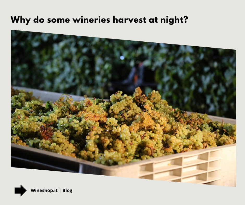 Why do some wineries harvest at night?