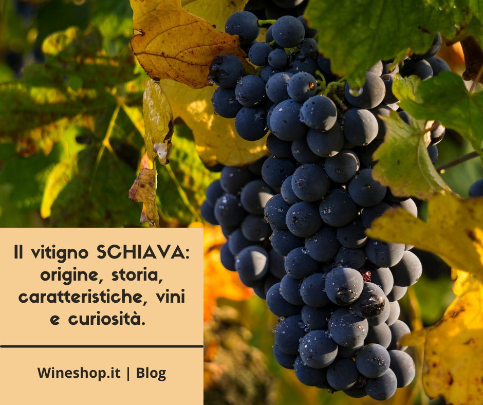 Il vitigno Schiava: origine, storia, caratteristiche, vini e curiosità 