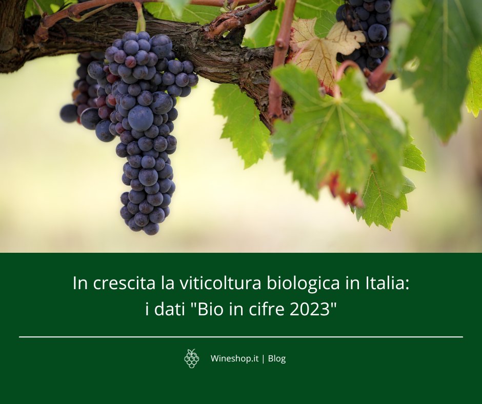 La viticoltura biologica in Italia è in costante crescita: i dati "Bio in cifre 2023"