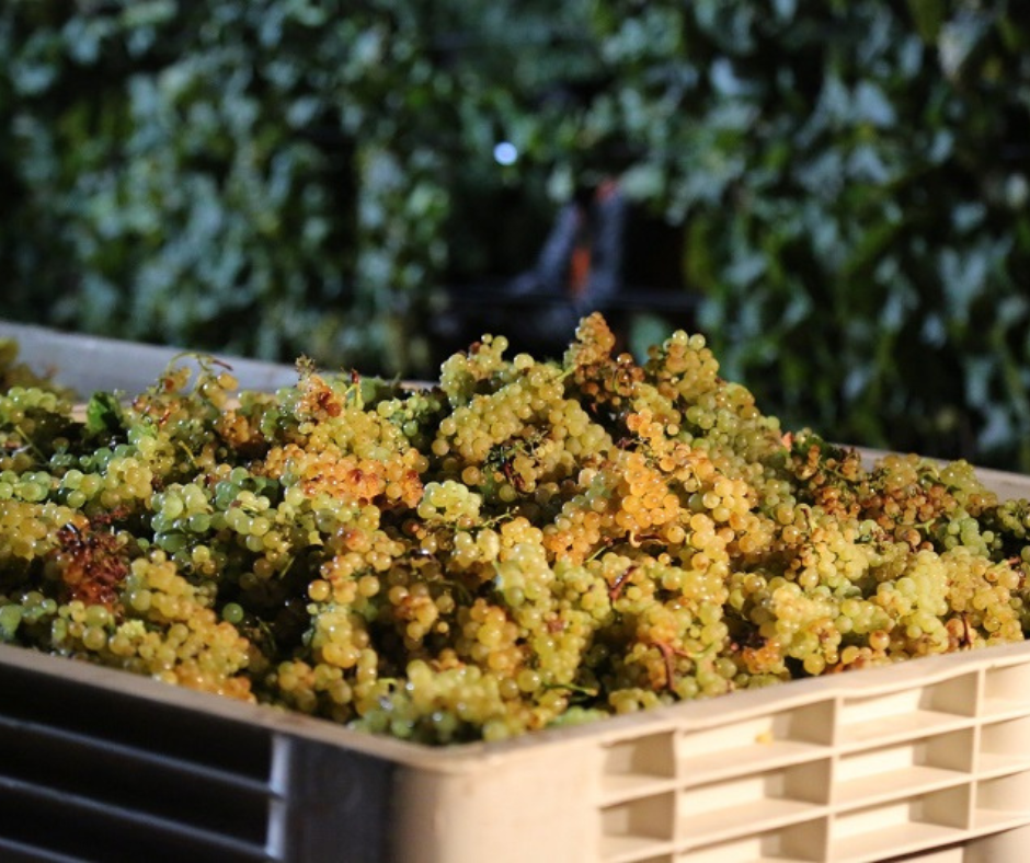 Perché si pratica la vendemmia notturna?