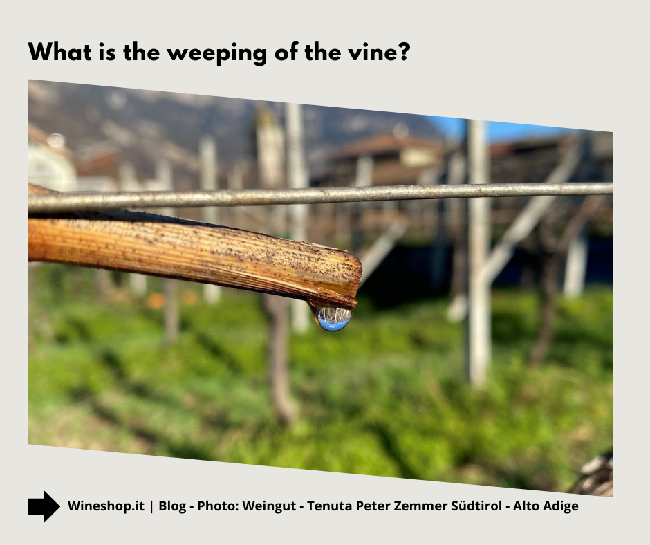 What is the weeping of the vine?